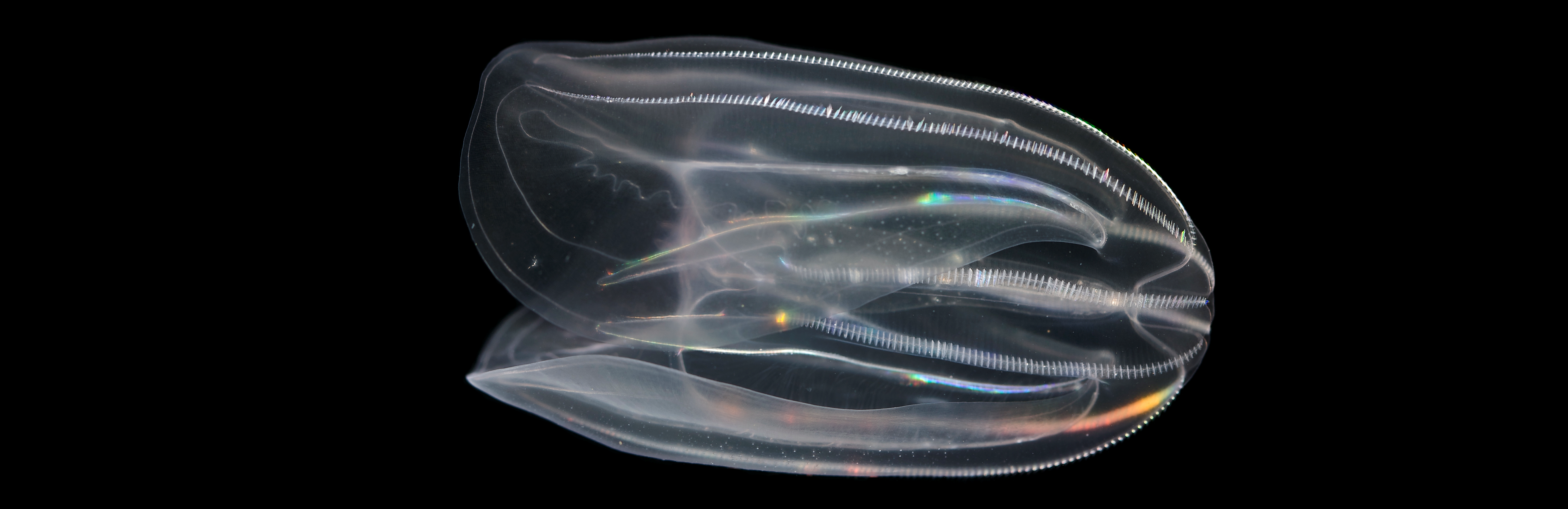 Comb jellyfish 2024